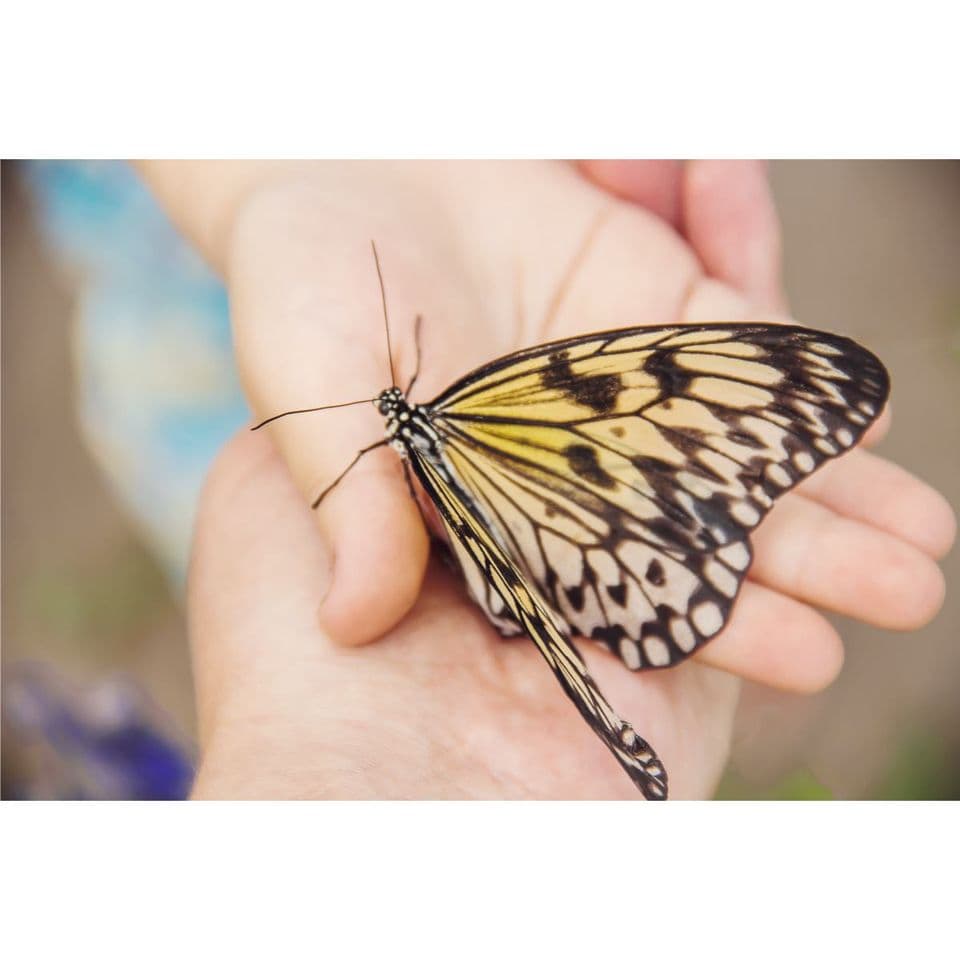 Butterfly Touch